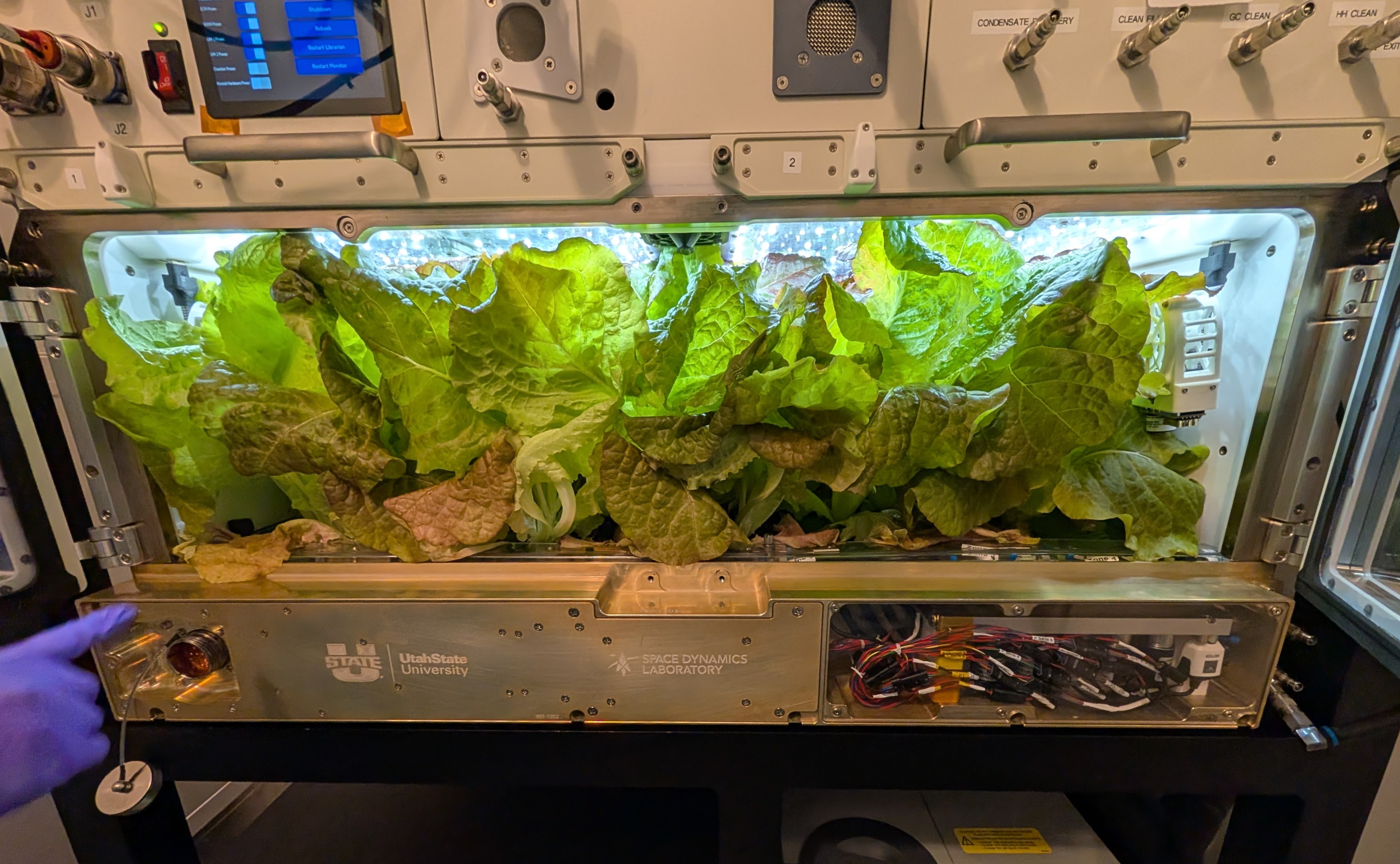 Ohalo III lettuce crop grown in combined Ohalo/URRM system